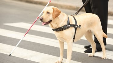 What Property Managers Need to Know About Assistance Animals