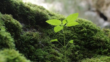 Three tips for marketing sustainability success