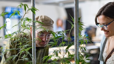 What real estate professionals need to know about legal cannabis