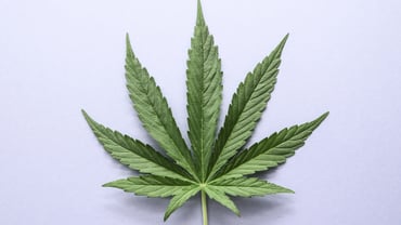 Understanding Impacts of the Cannabis Industry on Property Management